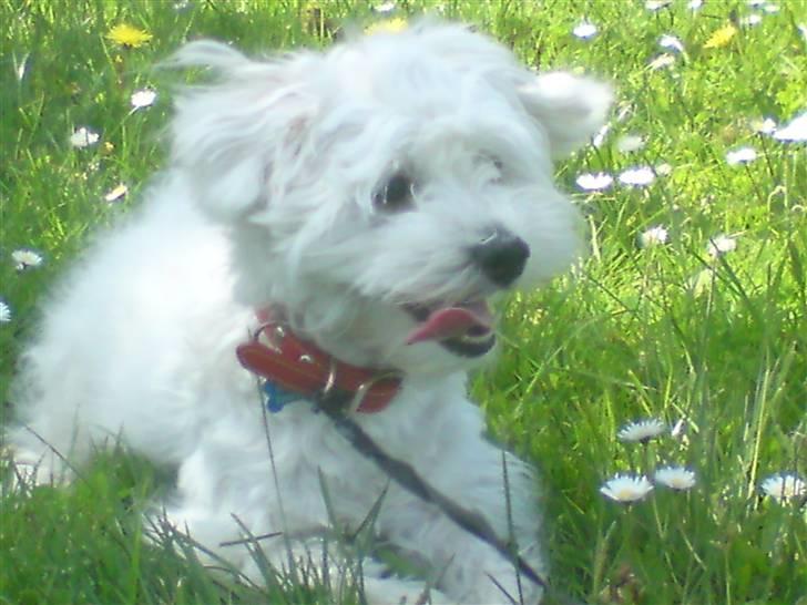 Malteser 'RAMEY' billede 10