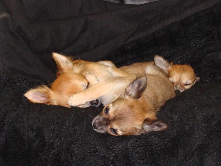 Chihuahua Frk Kvistes Abigail ~Abby~ billede 16