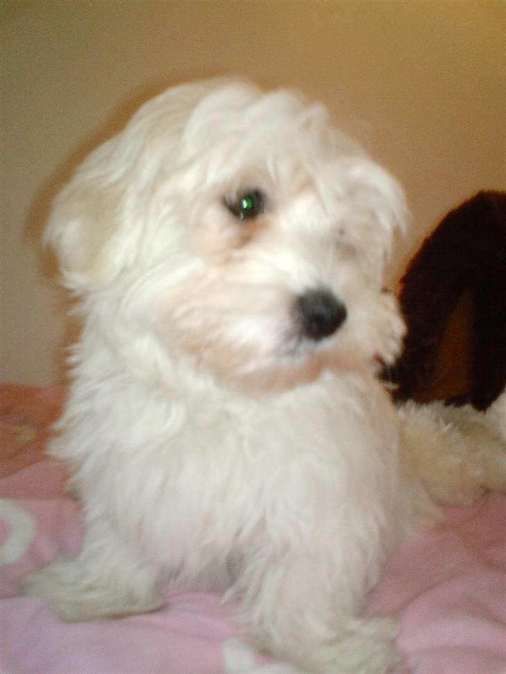 Malteser 'RAMEY' - Første billede jeg tog af ham (hvalp) billede 12