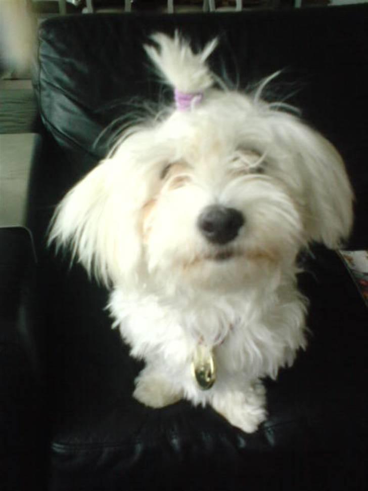 Malteser 'RAMEY' billede 13