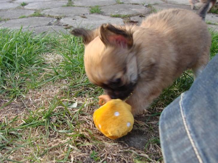 Chihuahua Frk Kvistes Abigail ~Abby~ billede 17
