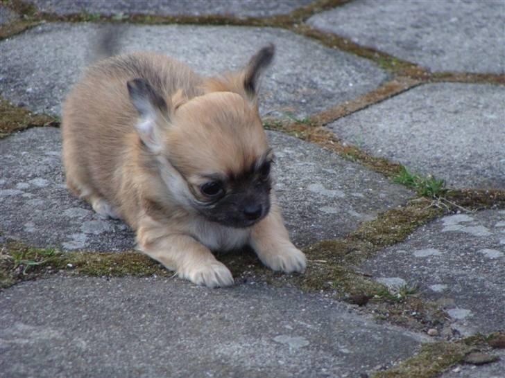 Chihuahua Frk Kvistes Abigail ~Abby~ billede 18