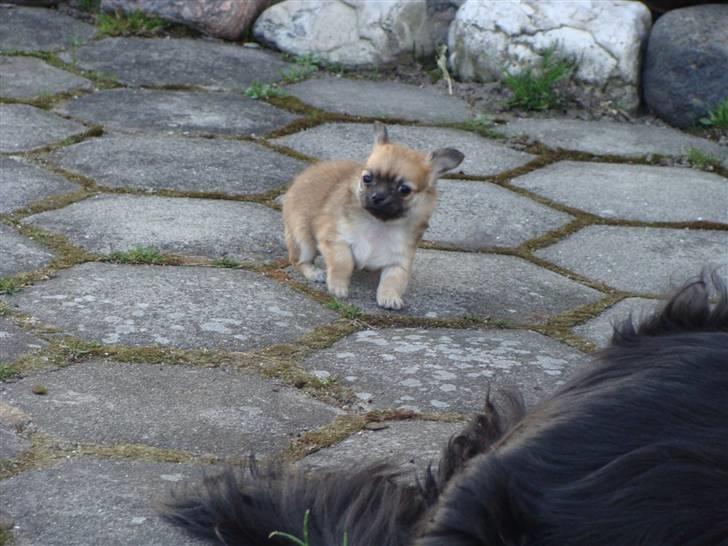 Chihuahua Frk Kvistes Abigail ~Abby~ billede 19