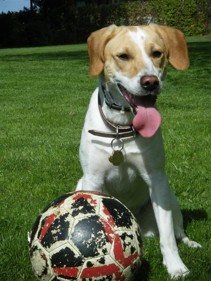 Blanding af racer Bailey billede 11