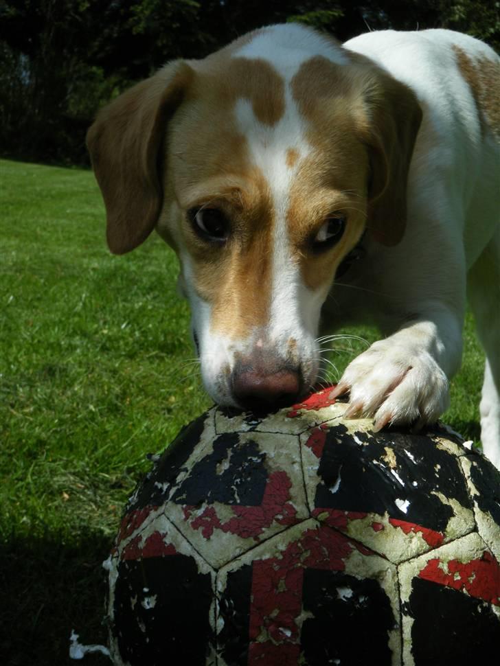 Blanding af racer Bailey billede 12