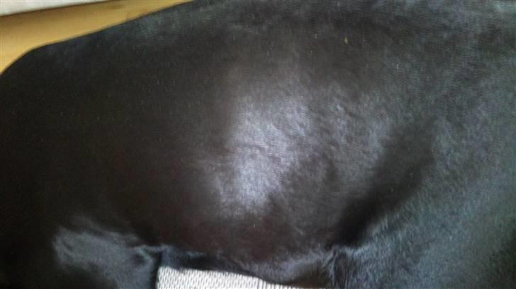 Blanding af racer Kudi billede 17