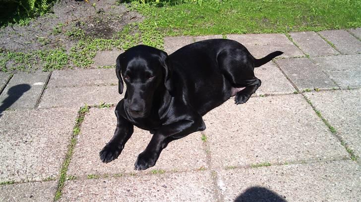 Blanding af racer Kudi billede 18