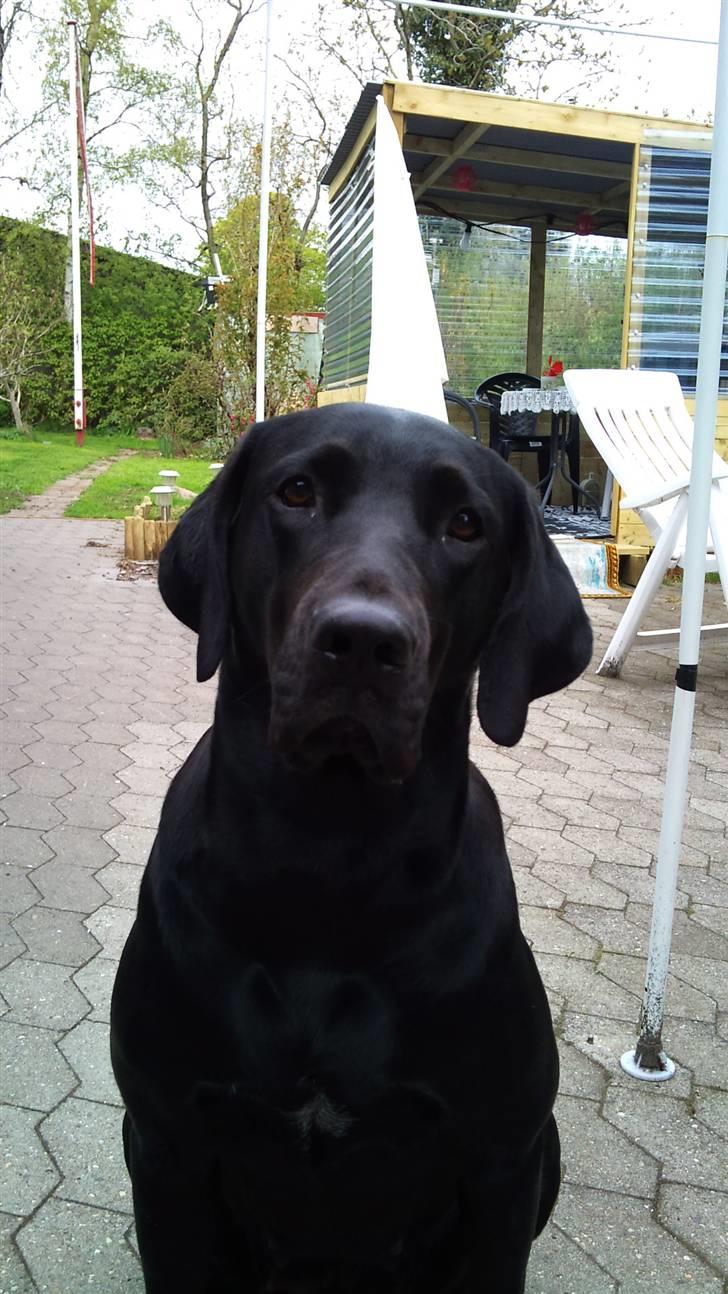 Blanding af racer Kudi billede 20