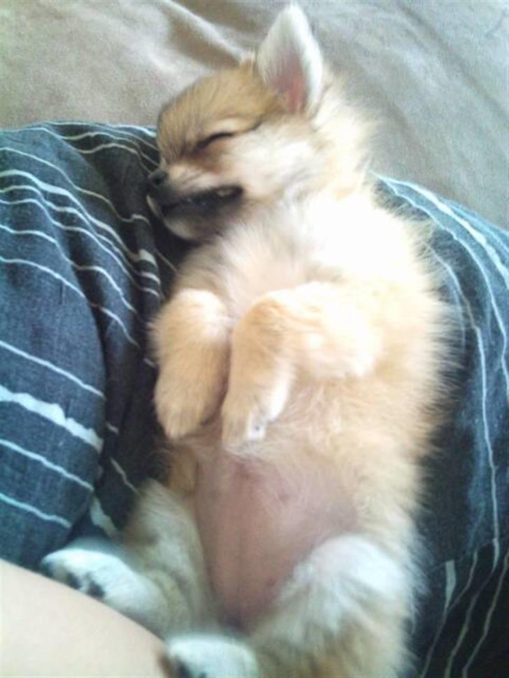 Blanding af racer ** Lill' Neela <3 ** billede 3