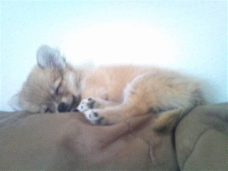 Blanding af racer ** Lill' Neela <3 ** billede 4