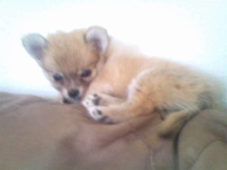 Blanding af racer ** Lill' Neela <3 ** billede 5