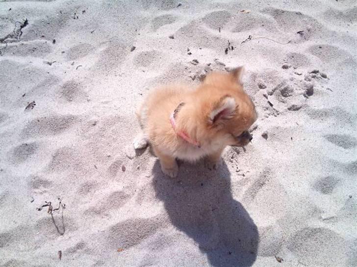 Blanding af racer ** Lill' Neela <3 ** billede 6