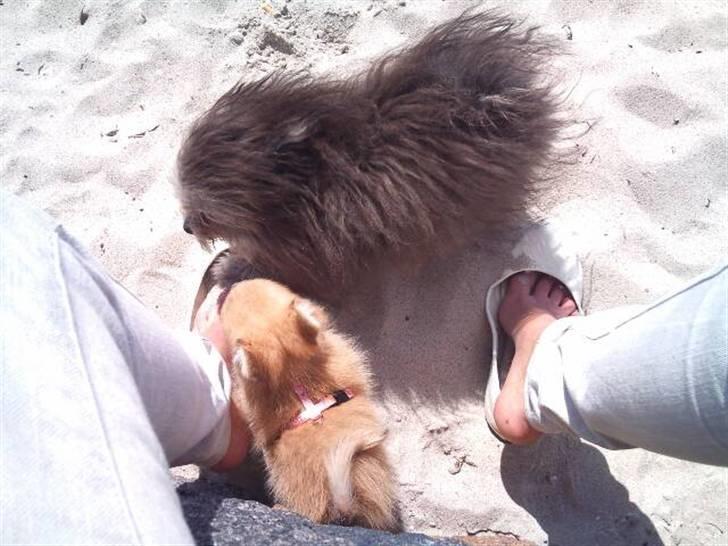 Blanding af racer ** Lill' Neela <3 ** billede 7