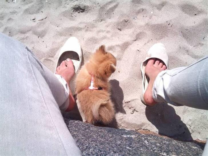 Blanding af racer ** Lill' Neela <3 ** billede 8