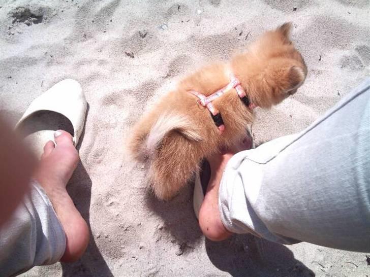 Blanding af racer ** Lill' Neela <3 ** billede 9