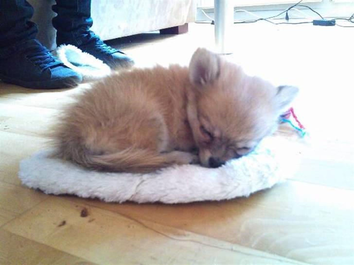 Blanding af racer ** Lill' Neela <3 ** billede 10