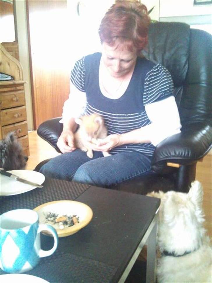 Blanding af racer ** Lill' Neela <3 ** billede 11