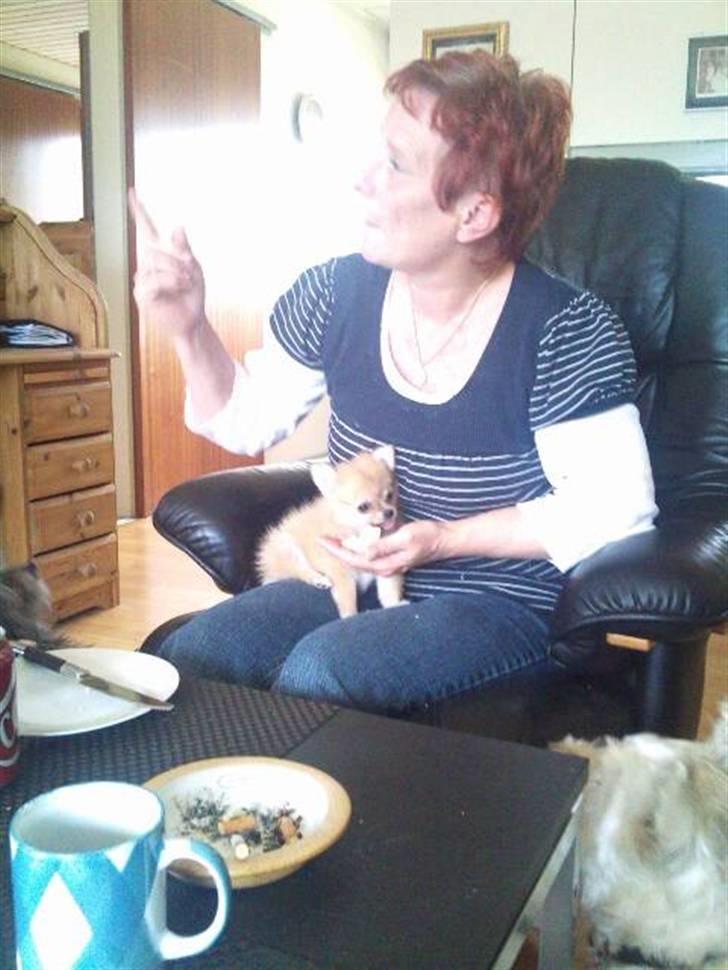 Blanding af racer ** Lill' Neela <3 ** billede 12