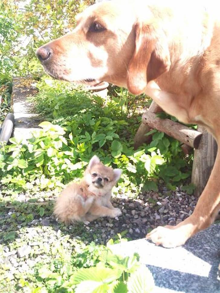 Blanding af racer ** Lill' Neela <3 ** billede 13