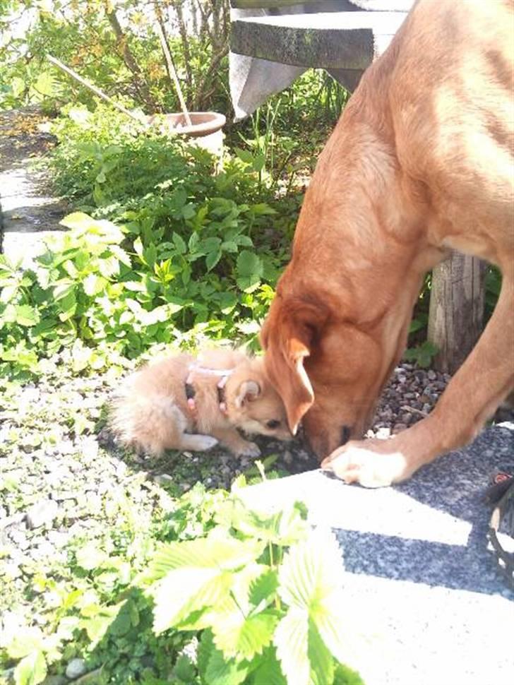 Blanding af racer ** Lill' Neela <3 ** billede 14