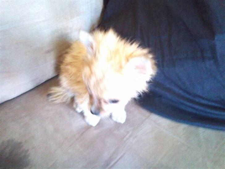 Blanding af racer ** Lill' Neela <3 ** billede 15