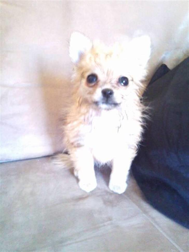 Blanding af racer ** Lill' Neela <3 ** billede 16