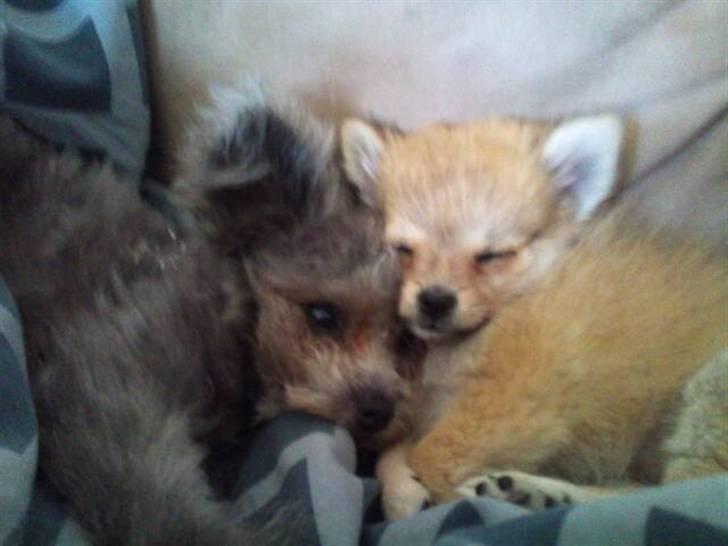 Blanding af racer ** Lill' Neela <3 ** billede 17