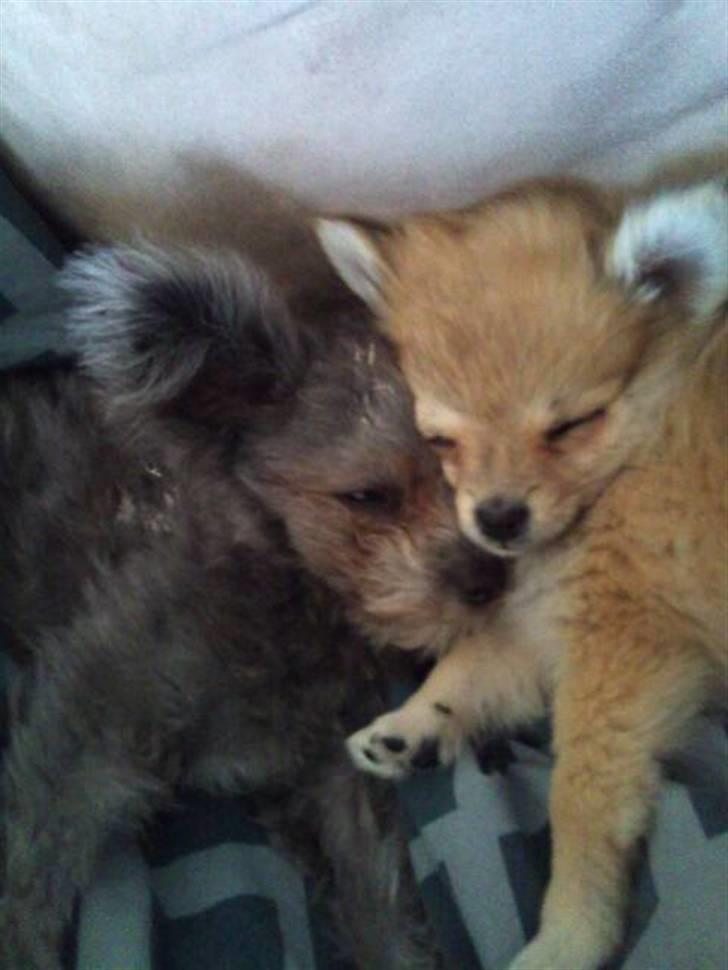 Blanding af racer ** Lill' Neela <3 ** billede 18