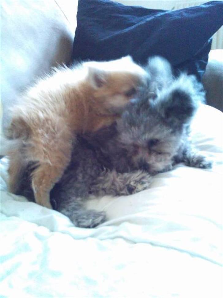 Blanding af racer ** Lill' Neela <3 ** billede 19