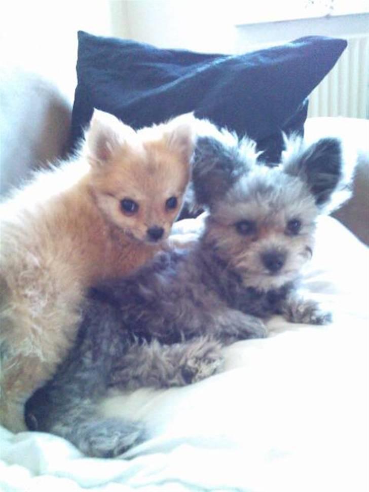 Blanding af racer ** Lill' Neela <3 ** billede 20