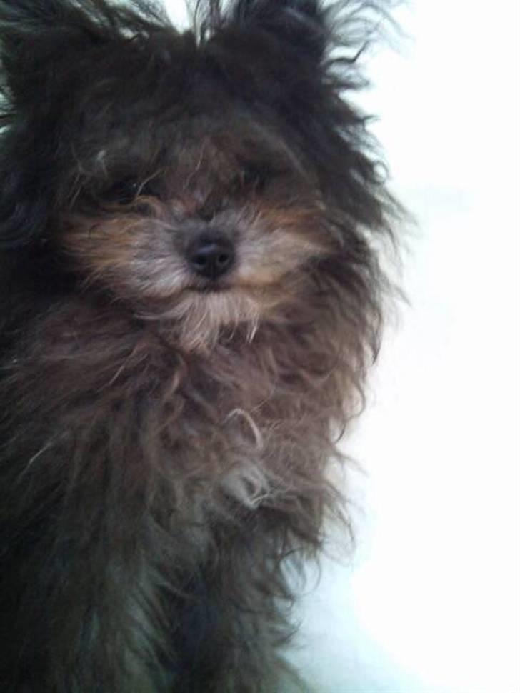 Blanding af racer **Lill' Cody<3** billede 16