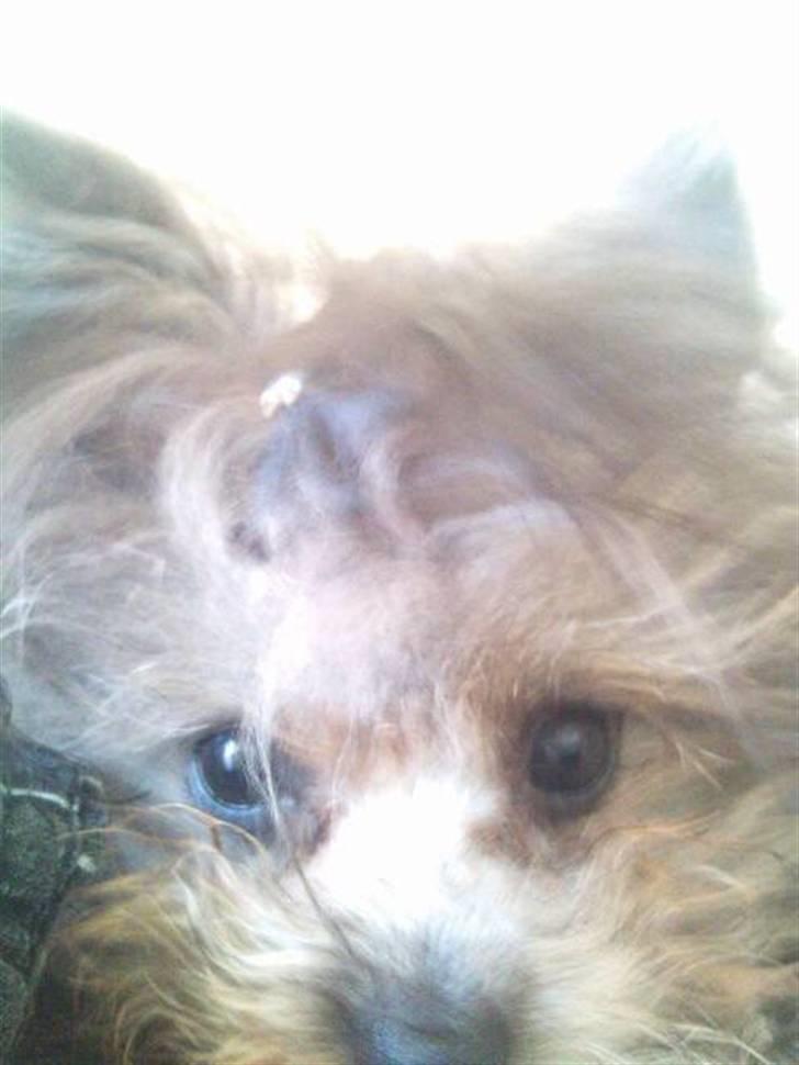 Blanding af racer **Lill' Cody<3** billede 17