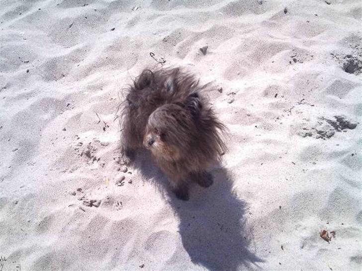 Blanding af racer **Lill' Cody<3** billede 19