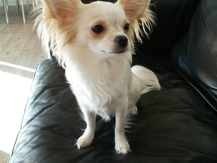 Chihuahua Tequila billede 2