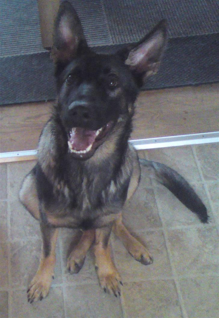 Schæferhund Nala - Hej jeg hedder Nala :-) billede 1