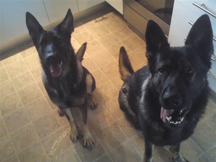 Schæferhund Nala - det er så mig og min nye "storebror" billede 2