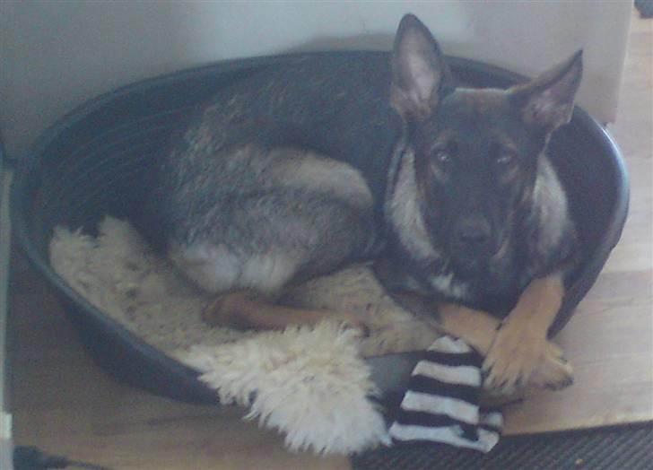 Schæferhund Nala billede 3