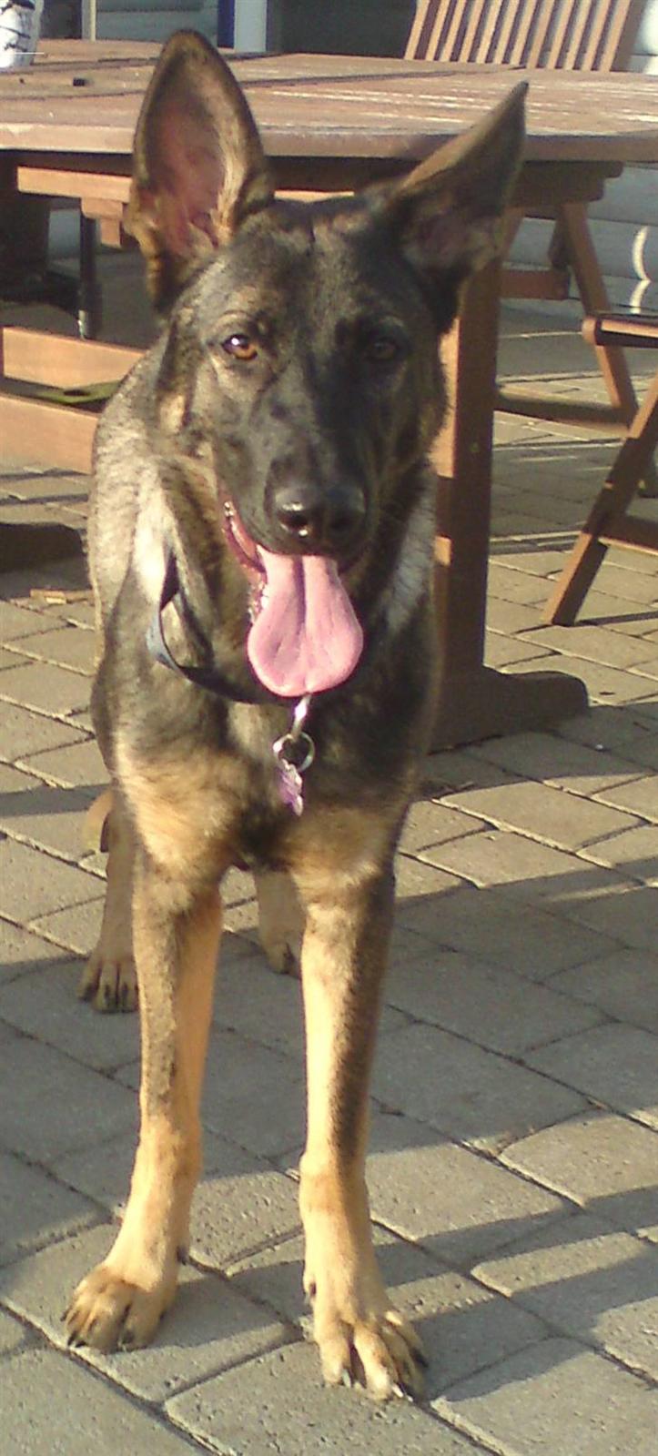 Schæferhund Nala billede 4