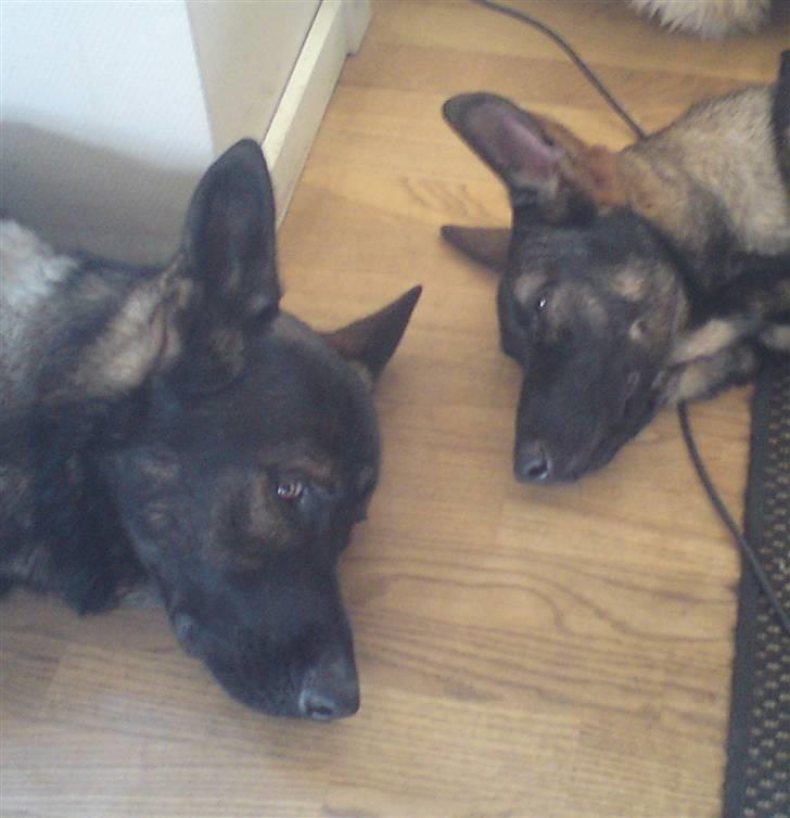 Schæferhund Nala billede 5