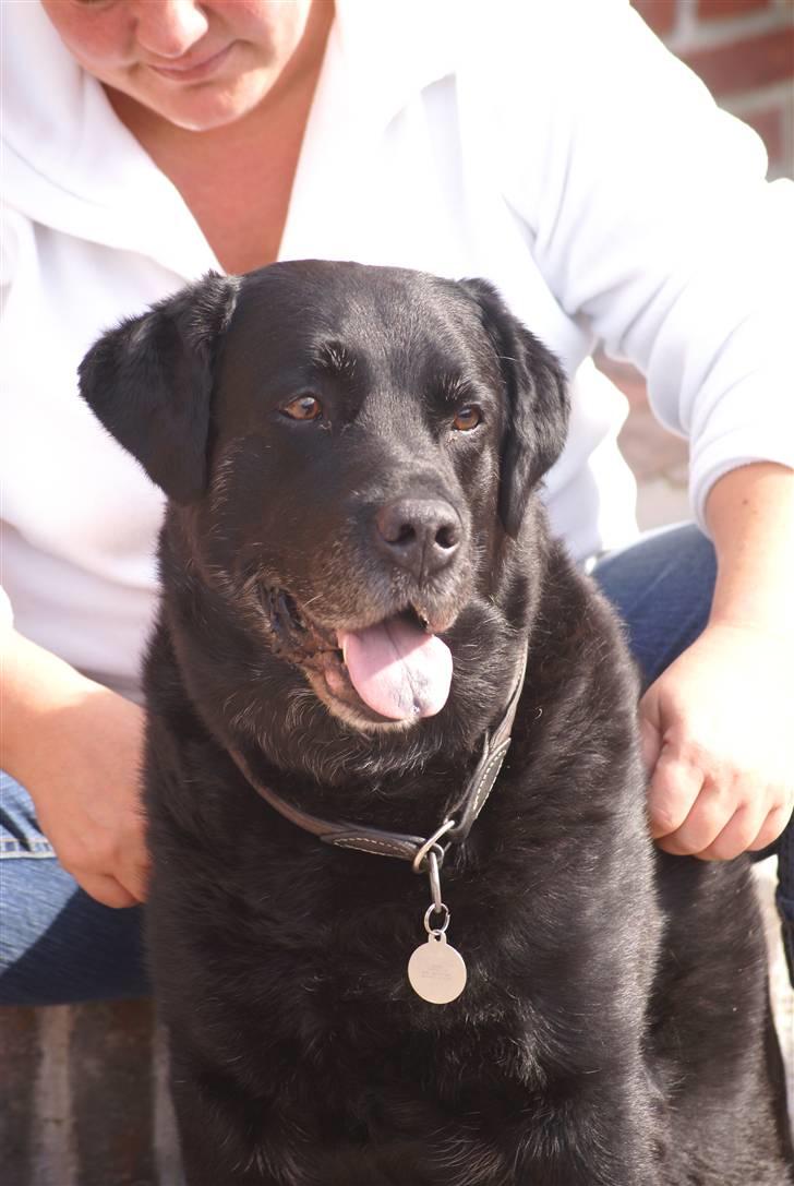 Labrador retriever Jensen billede 18