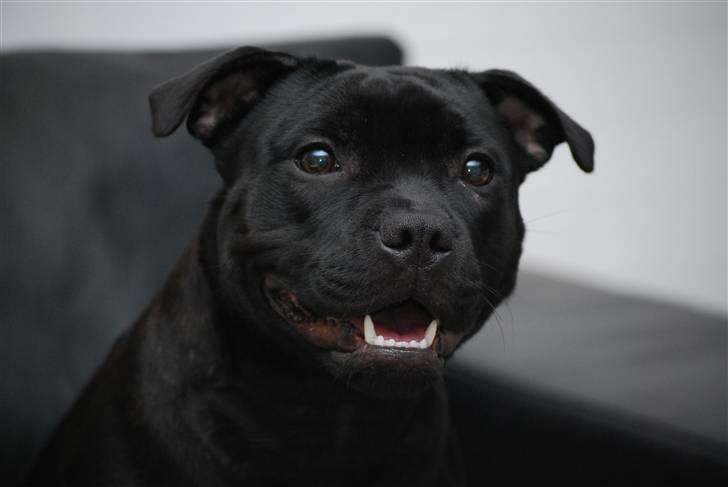 Staffordshire bull terrier Purestaffs Bright Hope Mi billede 1