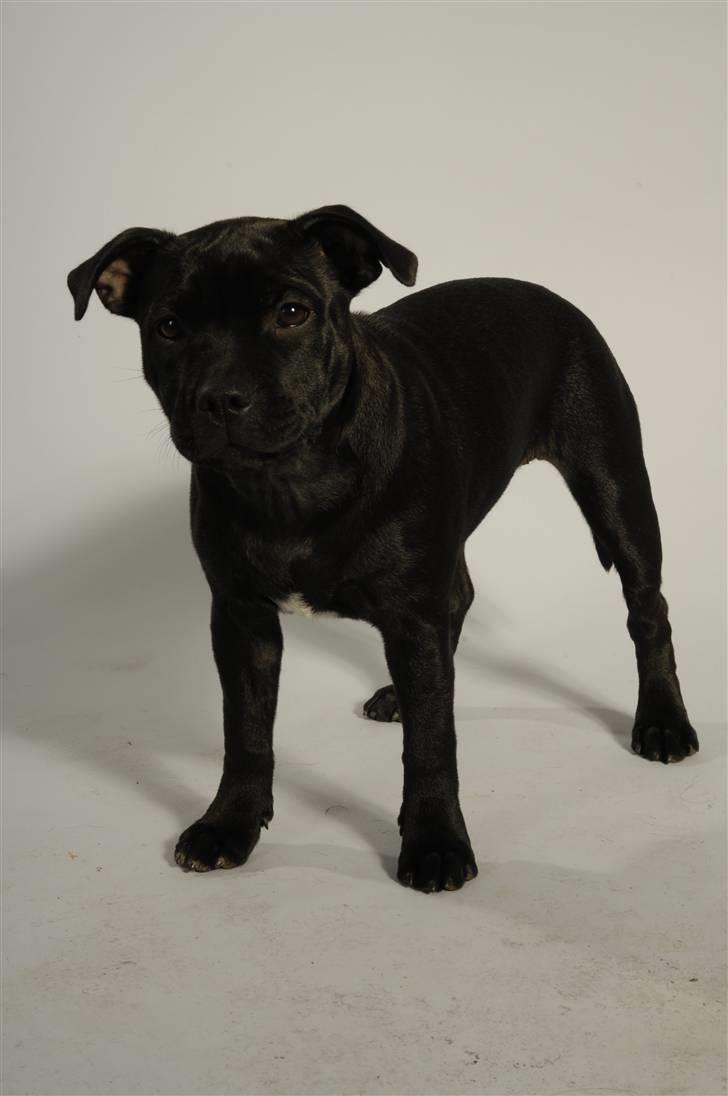 Staffordshire bull terrier Purestaffs Bright Hope Mi billede 2