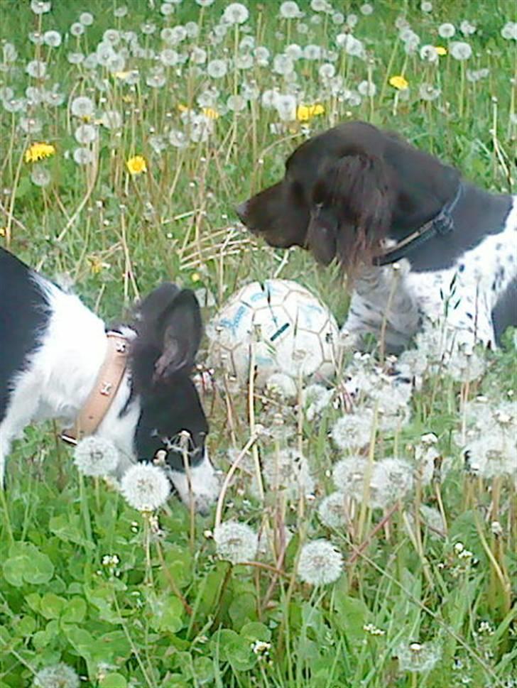 Border collie chang billede 12