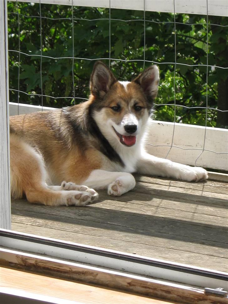 Islandsk fårehund Sofie billede 14