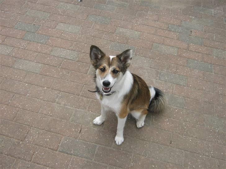 Islandsk fårehund Sofie billede 15