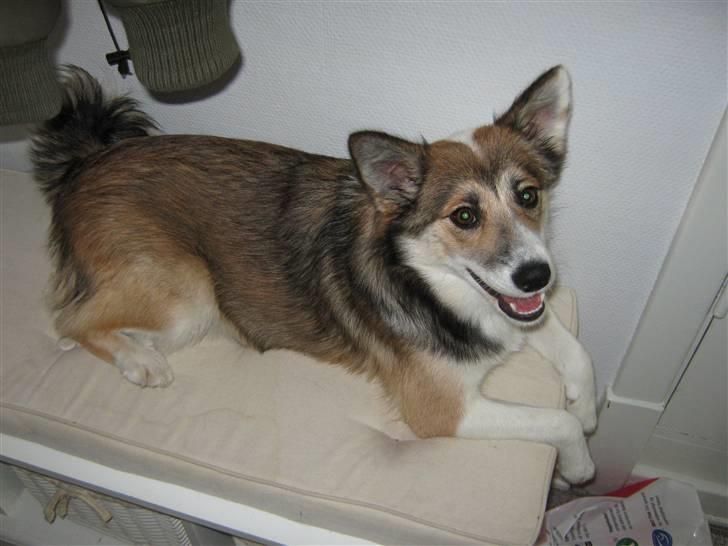 Islandsk fårehund Sofie billede 16