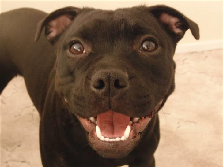 Staffordshire bull terrier Purestaffs Bright Hope Mi billede 3