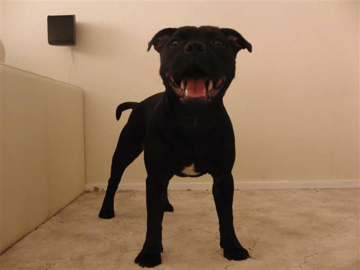 Staffordshire bull terrier Purestaffs Bright Hope Mi billede 4