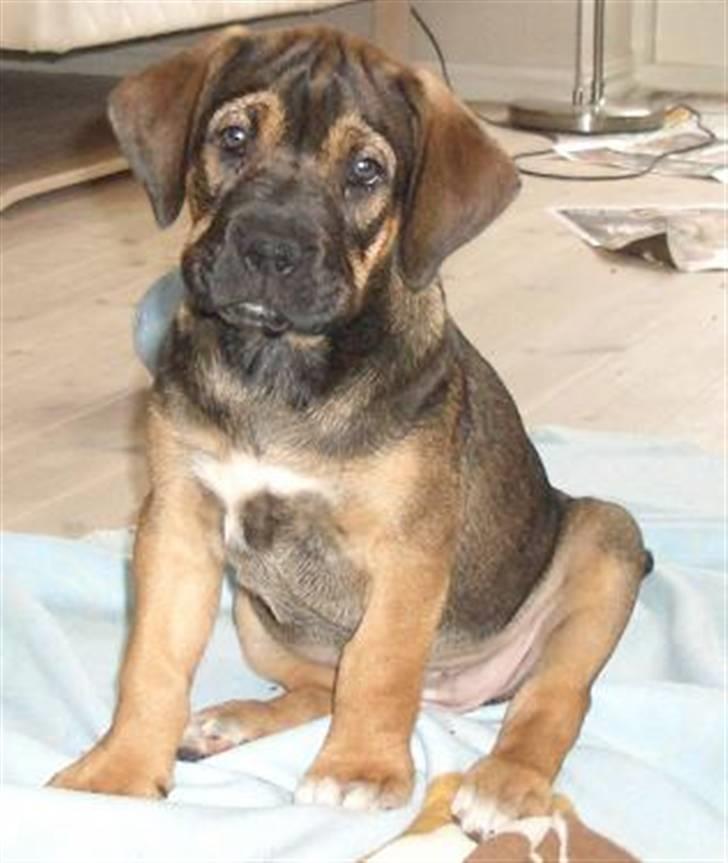 Blanding af racer Luna billede 7