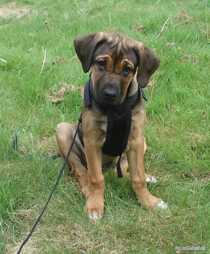 Blanding af racer Luna - 14 uger billede 8